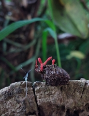 Cordyceps pruinosa