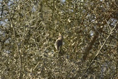 Urocolius macrourus