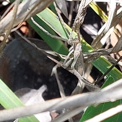 Quemedice enigmaticus