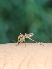 Aedes sollicitans