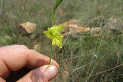 Gladiolus woodii