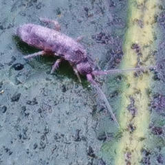 Tomocerinae
