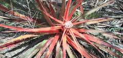 Bromelia serra