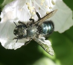 Osmia