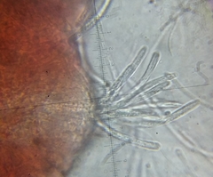 Cordyceps pruinosa