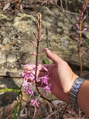 Dipodium roseum