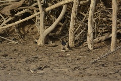 Cercotrichas podobe