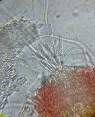 Cordyceps pruinosa