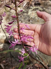 Dipodium roseum