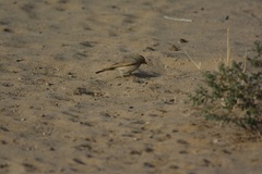 Ammomanes deserti
