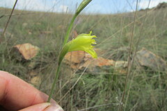 Gladiolus woodii