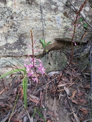 Dipodium roseum