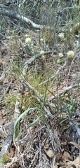 Pfaffia glomerata