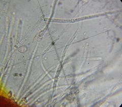 Cordyceps pruinosa