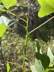 Erythrina herbacea