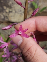 Dipodium roseum