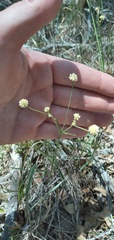 Pfaffia glomerata