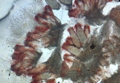 Cordyceps pruinosa