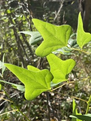 Erythrina herbacea