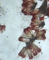 Cordyceps pruinosa