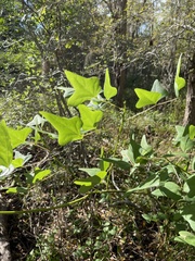 Erythrina herbacea