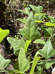 Erythrina herbacea