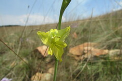 Gladiolus woodii