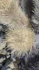 Brachycereus nesioticus