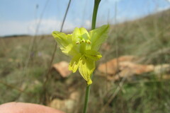 Gladiolus woodii