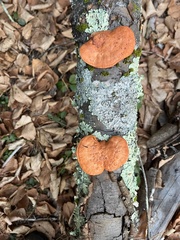 Trametes cinnabarina