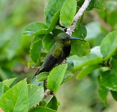 Anthracothorax aurulentus