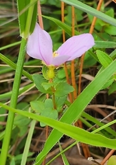 Rhexia nuttallii