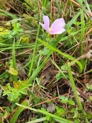 Rhexia nuttallii