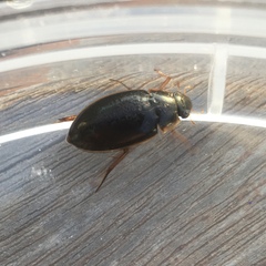 Tropisternus lateralis