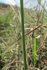 Gladiolus woodii