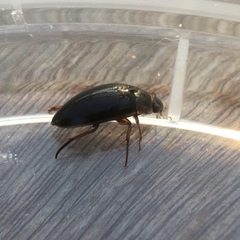 Tropisternus lateralis