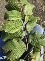 Ulmus crassifolia