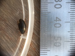 Tropisternus lateralis