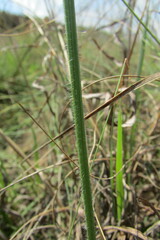 Gladiolus woodii