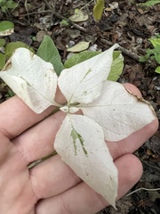 Ruellia drummondiana