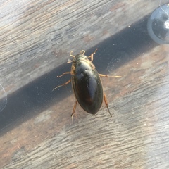 Tropisternus lateralis