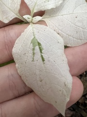 Ruellia drummondiana