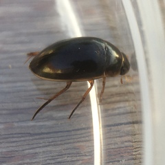 Tropisternus lateralis