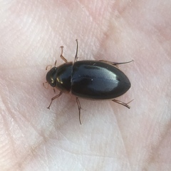 Tropisternus lateralis