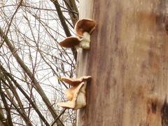 Trametes villosa