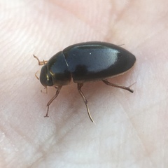 Tropisternus lateralis