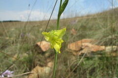 Gladiolus woodii