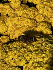 Junonia coenia