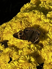 Junonia coenia