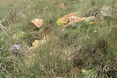 Gladiolus woodii